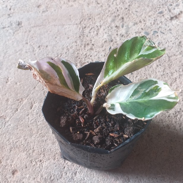 Calathea Tissue White Fussion