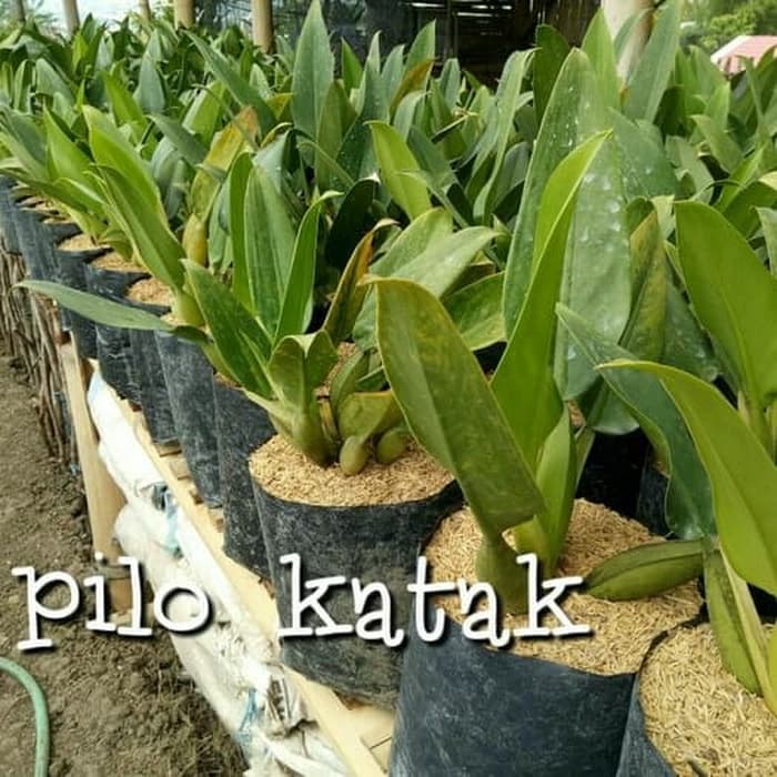 READY PROMO TANAMAN PHILO KATAK TANAMAN PHILODENDRON MARTIANUM MURAH TERAWAT