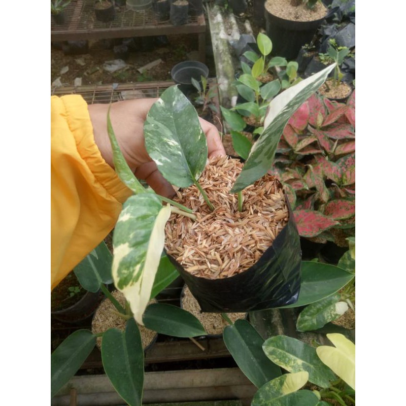 epipremnum pinatum varigata