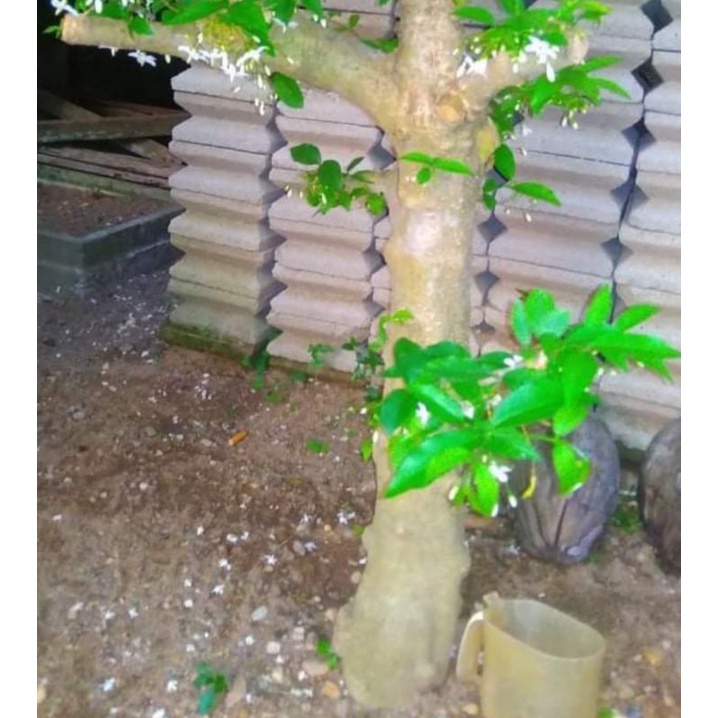 bonsai anting Putri ukuran batang besar..