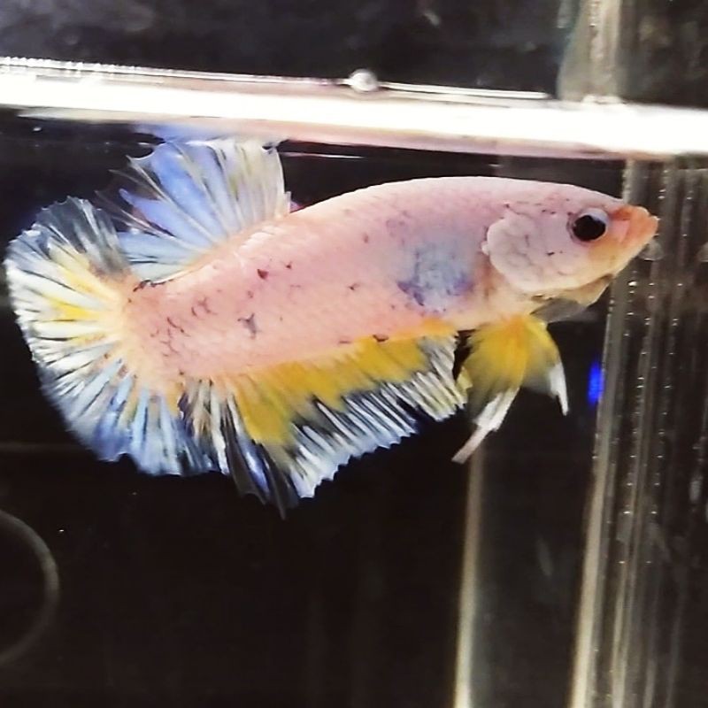 

ikan cupang yellow dragon