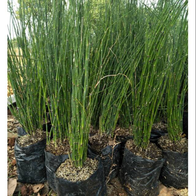 Tanaman Bambu Air / Bambu Air