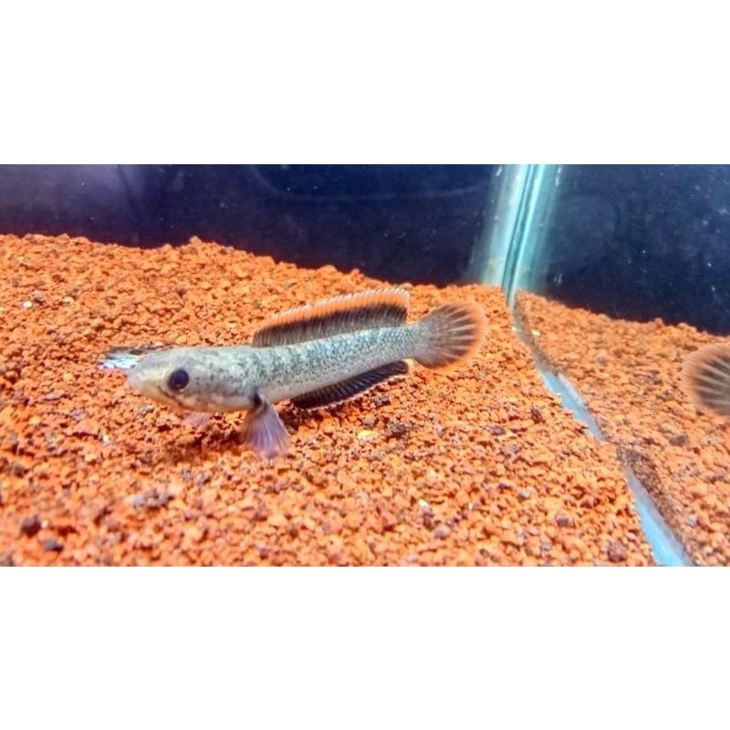 limbata cb rim tebal grade A