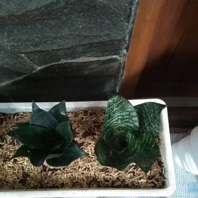 Sansivera Trifasciata / Sansiviera Belang / Sansevieria / Sansivieria