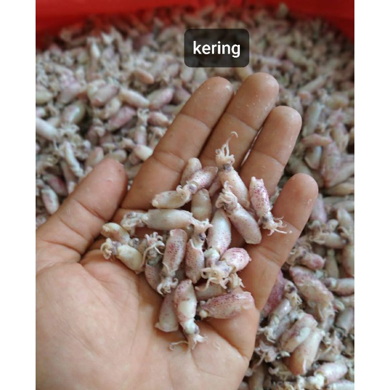 

Baby Cumi 0,5 - 1 cm 500 Gram