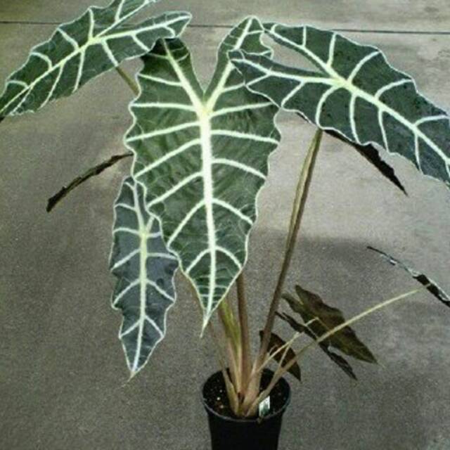 Tanaman Alocasia Amazonica