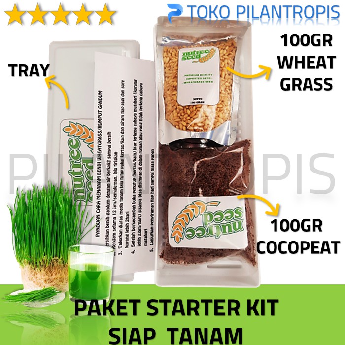 PAKET LENGKAP STARTER KIT WHEATGRASS MICROGREEN RUMPUT GANDUM KUCING