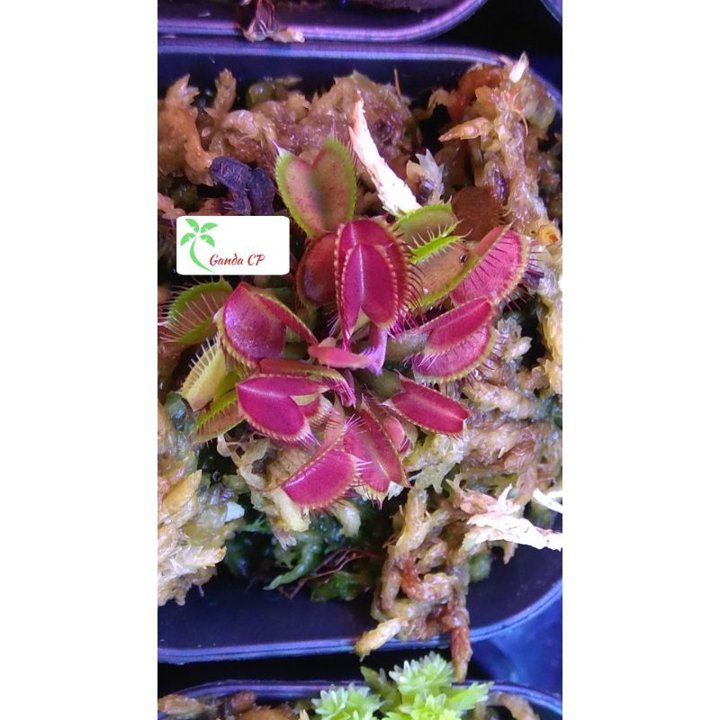 Tanaman Karnivora Venus FlyTrap Venusflytrap VFT Rouge Sombre