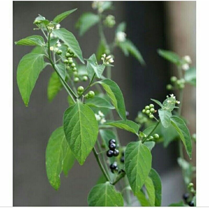 Bibit Tanaman leunca