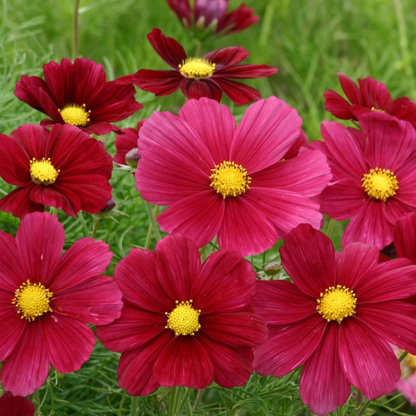 Benih Bibit Biji - Bunga Cosmos Gazebo Red Merah Flower Seeds - IMPORT