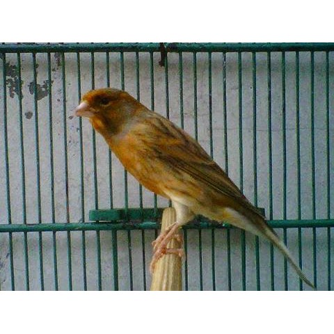 Jual Burung Kenari Bon Bond Bons Serat Gereja Garansi Jantan Seumur Hidup Banyak Pilihan Shopee Indonesia