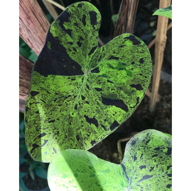 Bibit Colocasia Mojito | bibit binggol tanaman hias