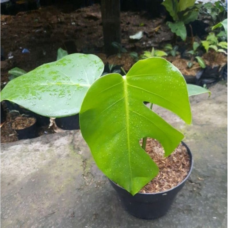 monstera king deliciosa