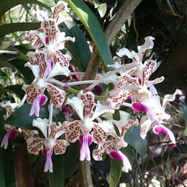 Vanda Tricolor Dewasa Siap Berbunga