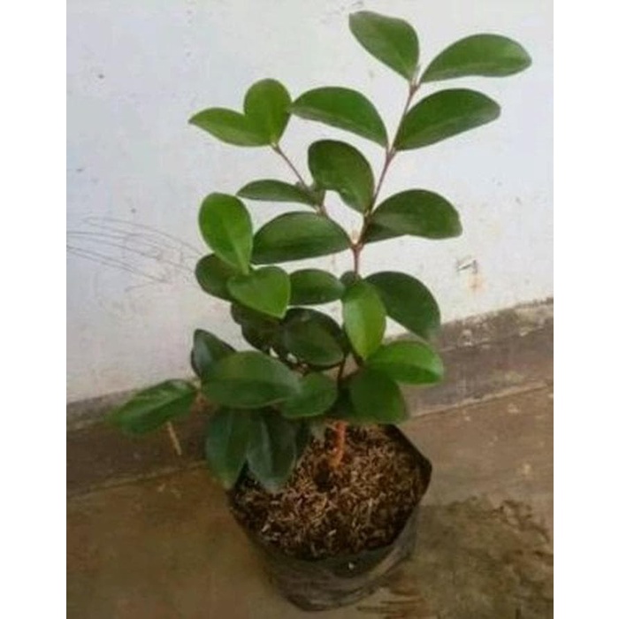 BIBIT POHON BEACH CHERRY MERAH - BUAH CERI - TANAMAN BEACH CERI MERAH