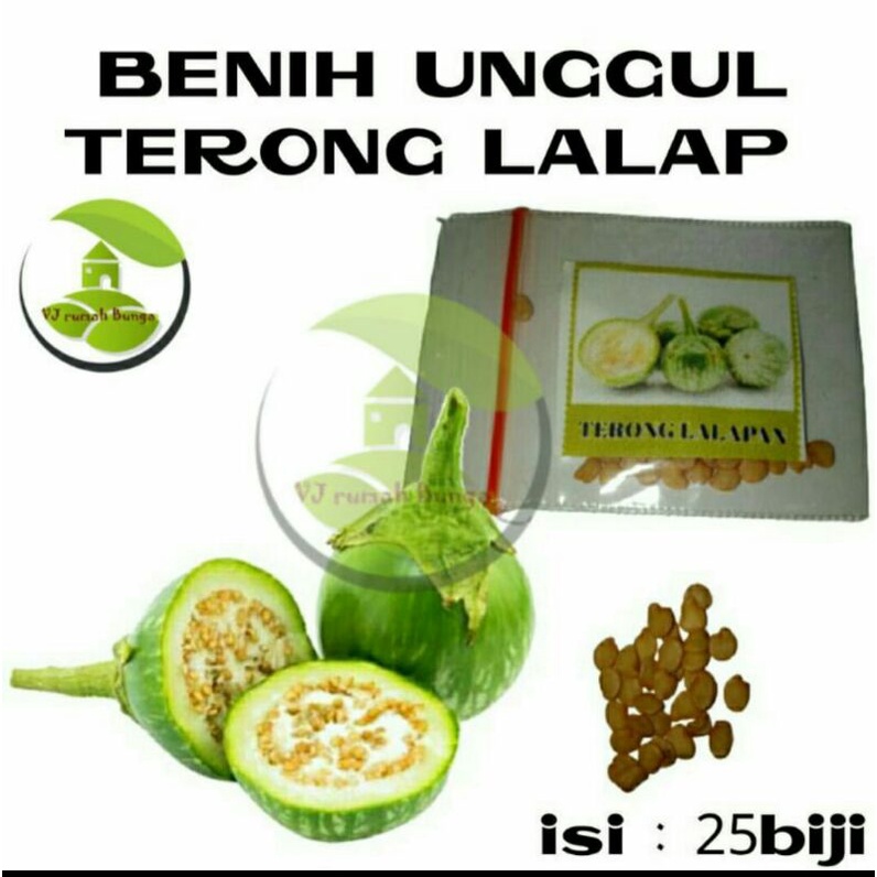 benih bibit sayuran terong lalap-bibit terong lalap hijau bulat