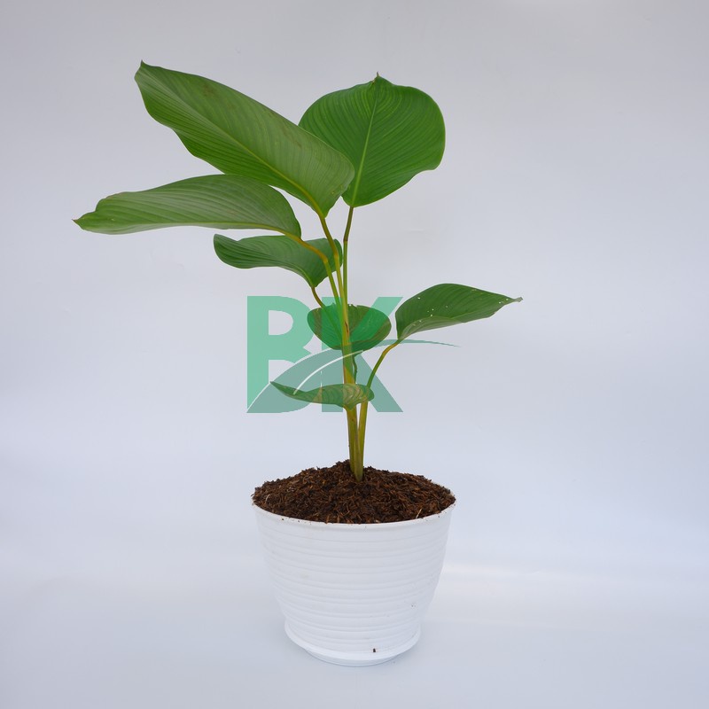 calathea pisang pisangan -(calathea luthea ) - BAKUL KEMBANG