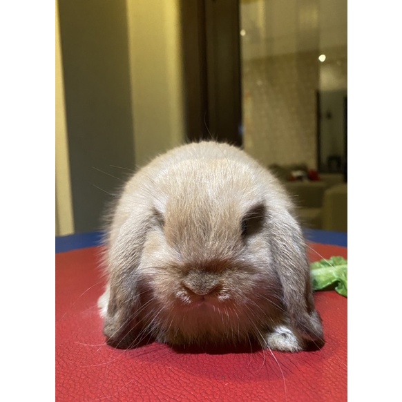 Kelinci holland lop orange pure jantan 2 bulan