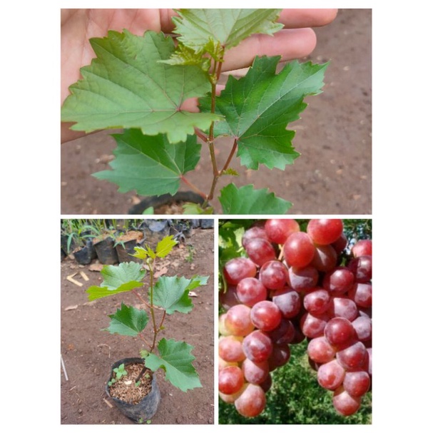 bibit tanaman anggur merah red master - pohon buah anggur merah