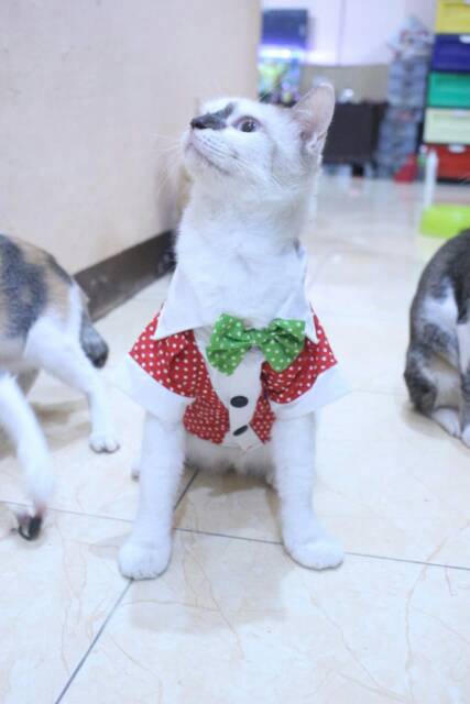 Baju kucing dan anjing edisi natal 2019 polkadot merah putih hijau lucu /baju kucing murah size S-XL