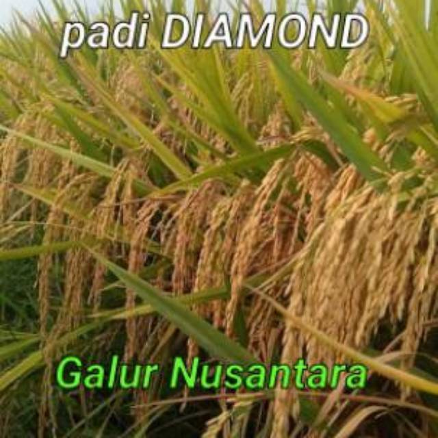 Benih padi unggul Malai panjang"DIAMOND"