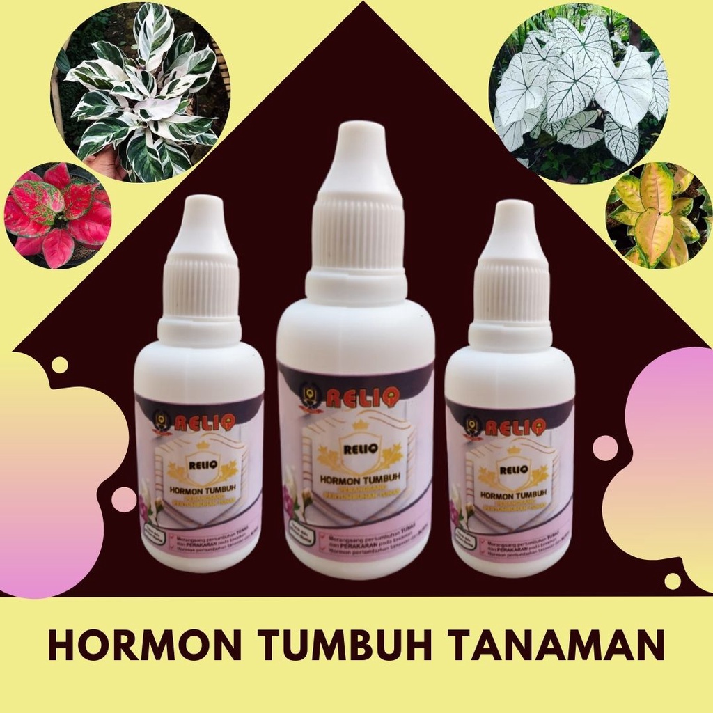 Hormon Tanaman Varigata, Pupuk Varigata Daun Penumbuh Tunas dan Akar, Pupuk Tanaman Cepat Tumbuh