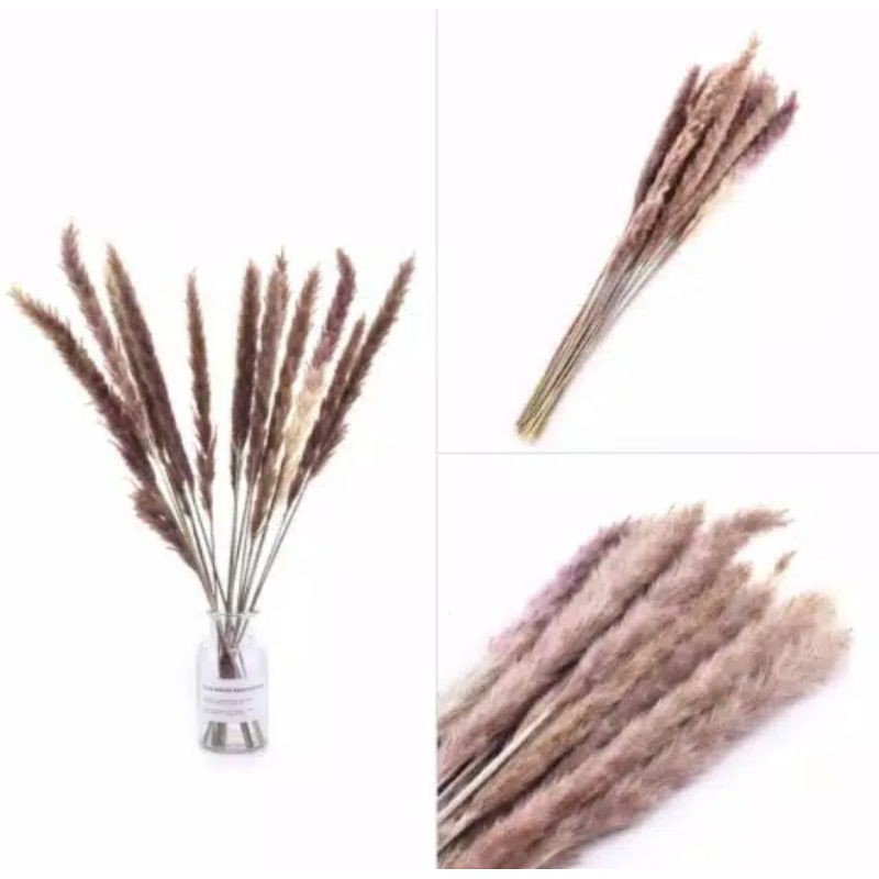 [ ECER ] mini pampas natural import / dried flower / bunga kering / pampas grass