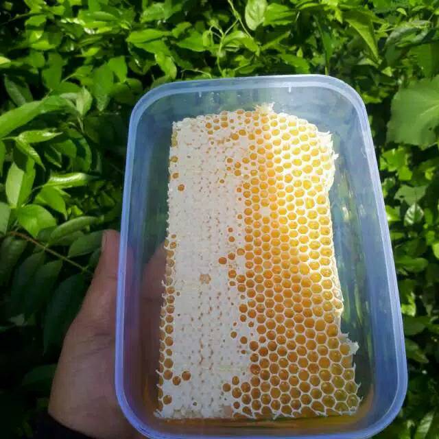 

Sarang madu melifera murni 500 gr