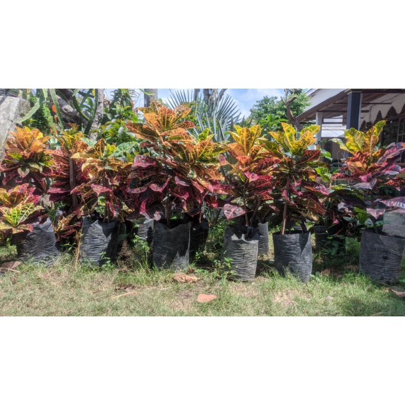 Puring kura kura indukan