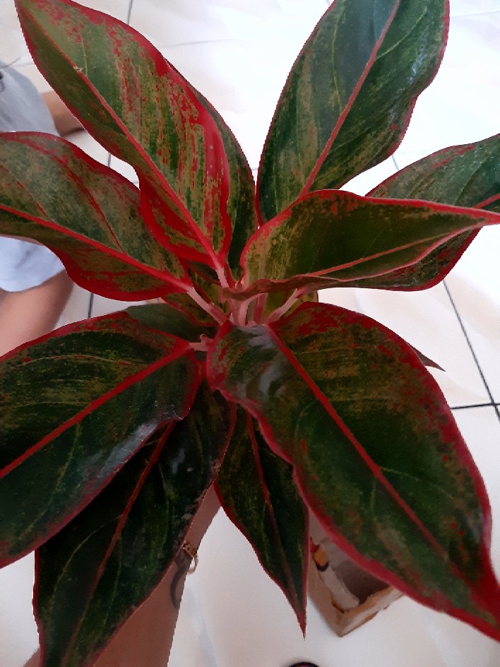 Aglaonema / Aglonema Lipstick / Siam Aurora