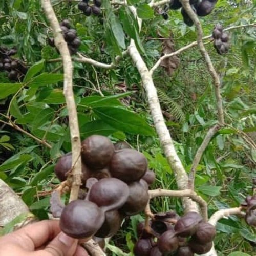 BIBIT TANAMAN JENGKOL SUPER UNGGUL GENJAH CEPAT BERBUAH POHON JENGKOL BUAH JENGKOL