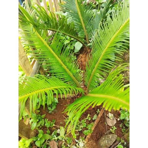 Tanaman hias sikas/pakis haji