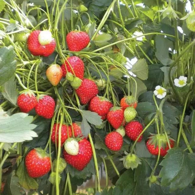 PAKET 5 TANAMAN STAWBERRY TANAMAN HIDUP TANAMAN HIAS  TANAMAN BERBUNGA TANAMAN BERBUAH AF Tanaman Buah Strawberry Australia Jumbo - Bibit Pohon Strawbery