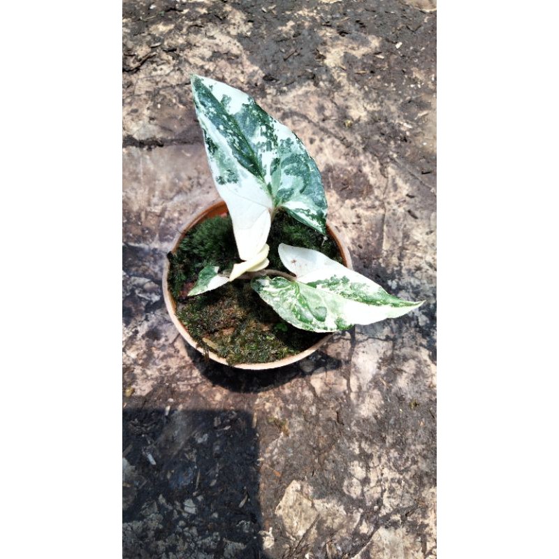 Tanaman hias sygonium varigata