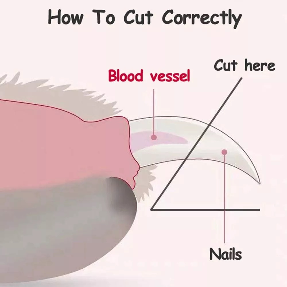 Pet Cutter Trimmers Nail Clippers/ Pet Gunting Kuku