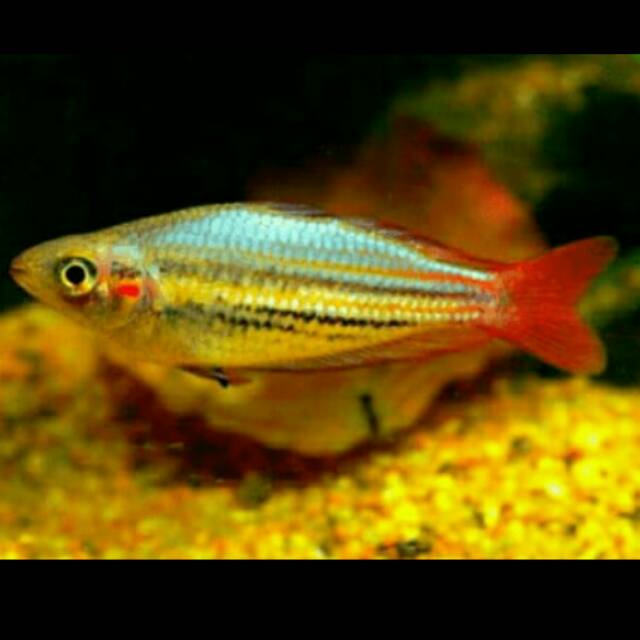 Ikan Rainbow Makaloci