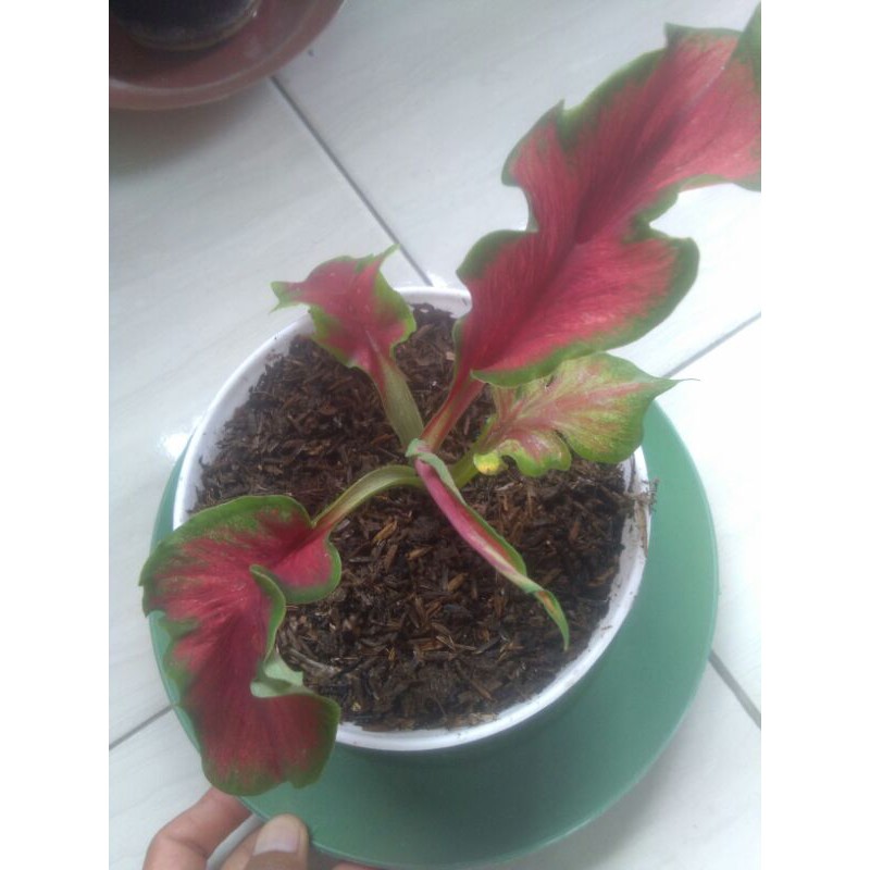 Caladium/Keladi Red Peacock