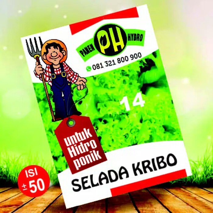 benih bibit selada kribo hidroponik