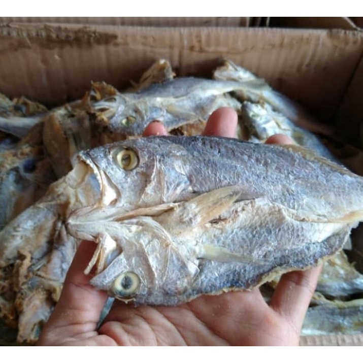 

ikan pala batu