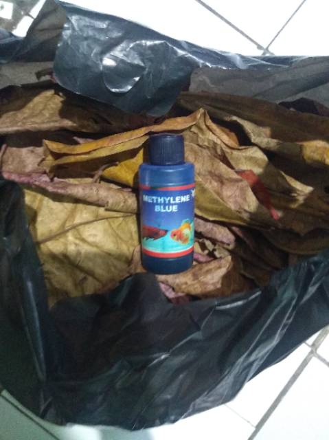 DAUN KETAPANG siap pake beli 2  gratis satu