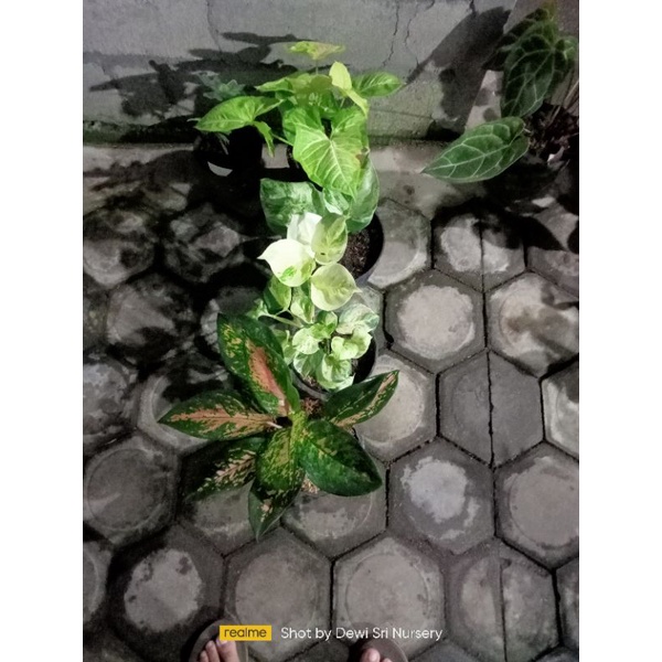4 paket tanaman ( 1 aglo kocin ,2 manjula, syngonium golden) sehat dan oke