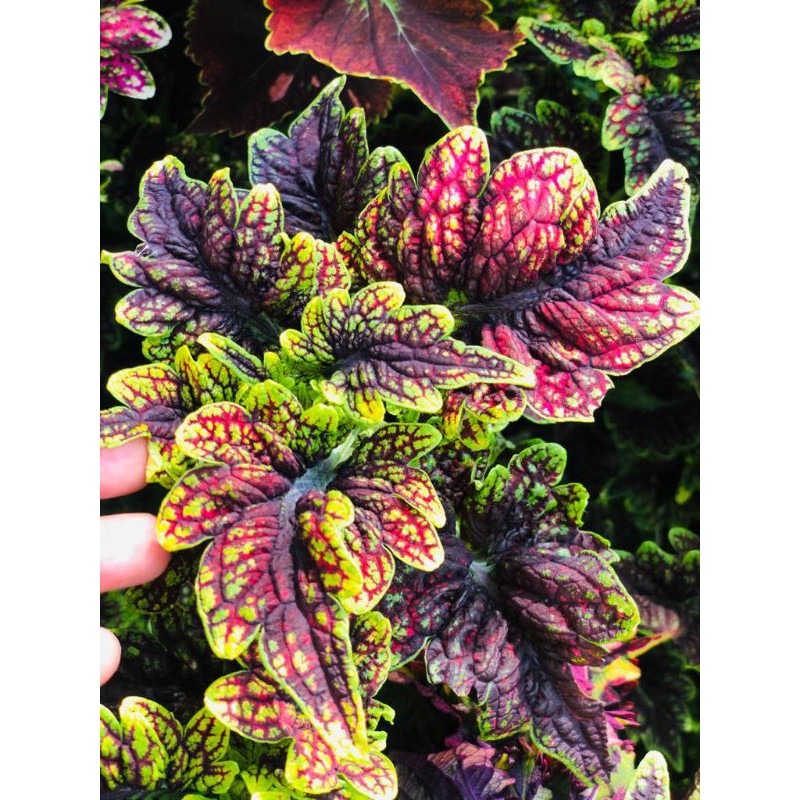 Miana_unik/Miana_premium/Miana_langka