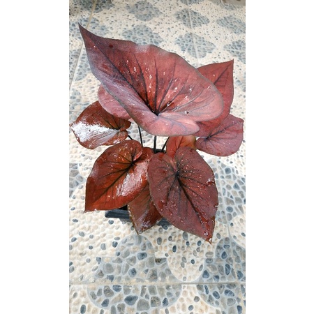caladium dealova