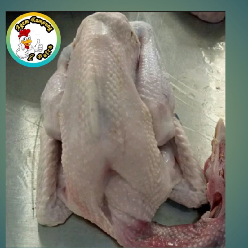 

Ayam Pejatan / Blesteran 600 - 700gram