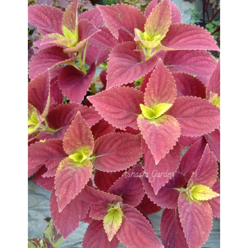 miana premium - miana matahari