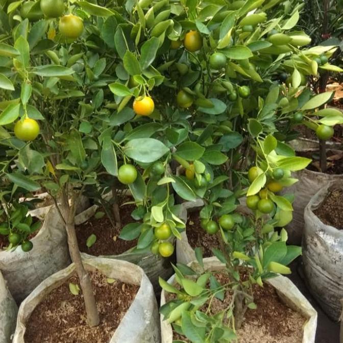 Tanaman Siap Tanam Jeruk Sonkit / Pontianak / Kasturi Besar