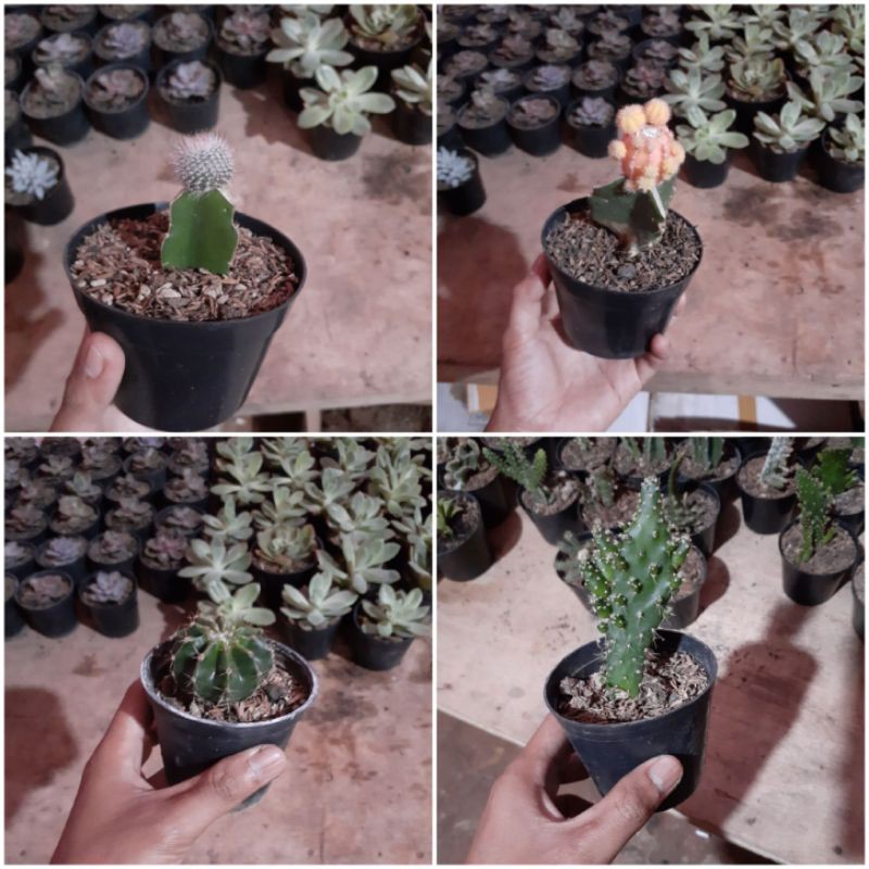 tanaman hias kaktus mini - pohon sekulen - paket 4 pohon