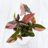 BISA COD Tanaman bunga hias hidup aglonema merah pink splash best seller ratudaun_nursery BIG SALE