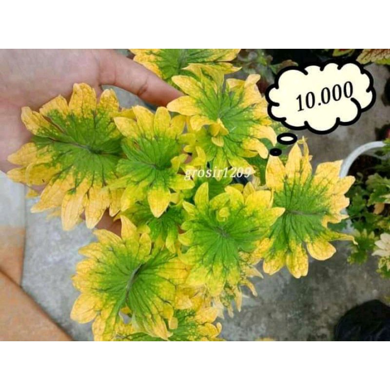 Tanaman Hias Miana/Coleus berakar