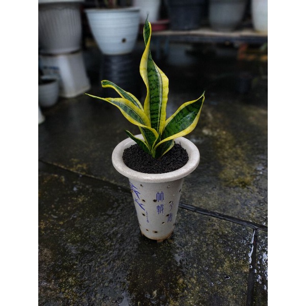 Sansevieria Twister